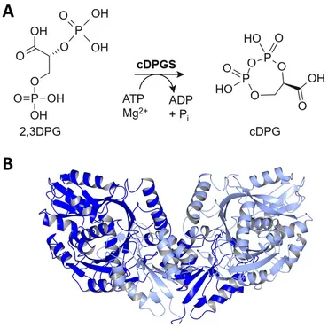 今期モデル2つセット！ Frontiers | Establishment of an efficient one-step enzymatic