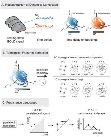 Frontiers | Topological signatures of brain dynamics