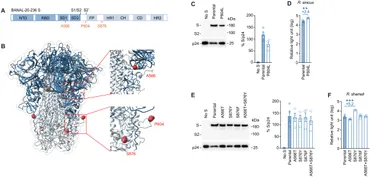 Frontiers | The spike S2 substitution, P804L, drives the
