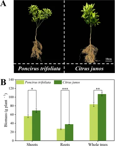 Frontiers | Nutrient acquisition efficient rootstocks