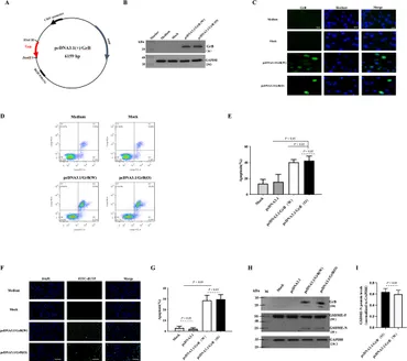 Frontiers | Development of ZHPV16E7- granzyme B immunoaffitoxin