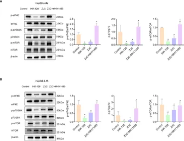 Frontiers | Zuojin capsule improves T cell exhaustion and tumor