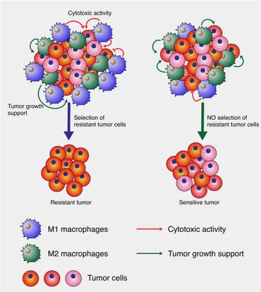 Frontiers | M1 macrophages – unexpected contribution to
