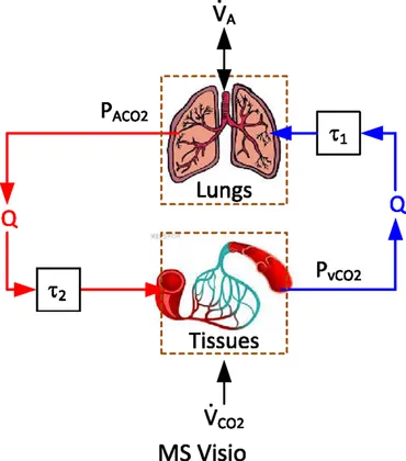PDF) Comparative respiratory morphology: Themes and