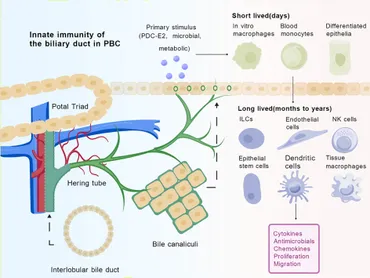Frontiers | Innate immunity of bile and cholangiocytes in primary