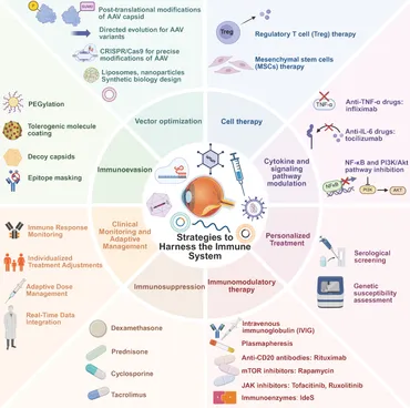 Frontiers | Immune responses in retinal gene therapy