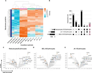 Frontiers | The reticulocyte restriction: invasion ligand RBP1a of