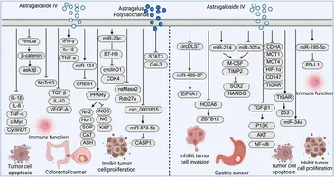 Frontiers | Mechanistic insights into the antitumor effects of