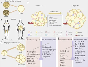 Frontiers | Adipose tissue: an inflammatory organ that can not be