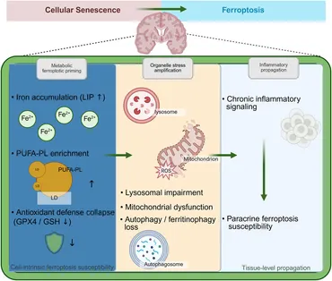 Frontiers | Exercise mitigates Alzheimer's disease by targeting