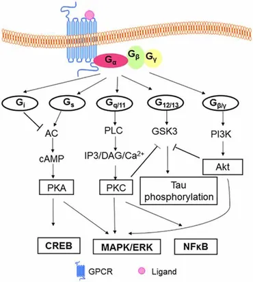 Frontiers | G Protein-Coupled Receptors (GPCRs) in