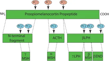 Frontiers | Melanocortin 1 Receptor: Structure, Function