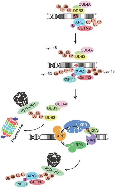 fgene-07-00068-g003.jpg