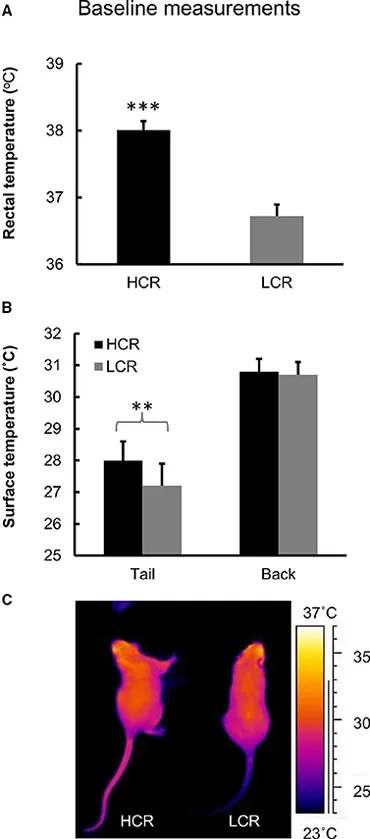 Frontiers | Voluntary Running Aids to Maintain High Body