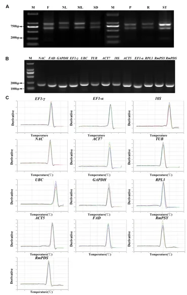 Frontiers | Selection of Reliable Reference Genes for Gene