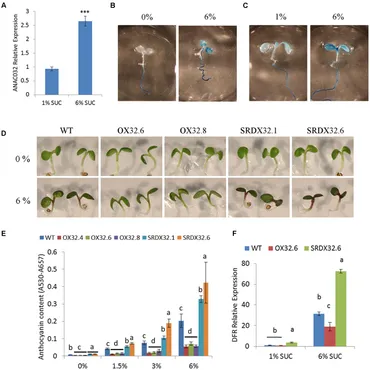 その他 DIMENSIONS Frontiers | The Arabidopsis Transcription Factor ANAC032