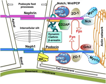 Frontiers | Endocytic Trafficking at the Mature Podocyte