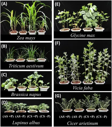 洋書 MORPHOLOGY OF PLANTS Morphology-of-flowering-plants