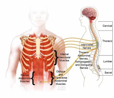健康・医学 Spinal control 71925C3uj+L.jpg