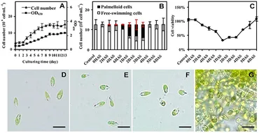 Frontiers | Salinity-Induced Palmella Formation Mechanism in