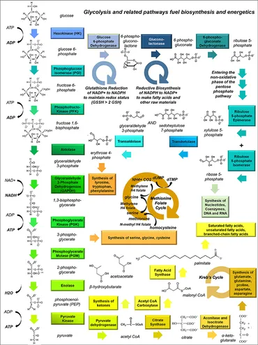 Frontiers | Metabolic Reprogramming in Glioma