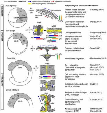 Branching Morphogenesis — Sabin Design Lab