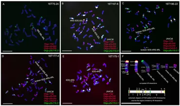Frontiers | Physical Location of New PCR-Based Markers and