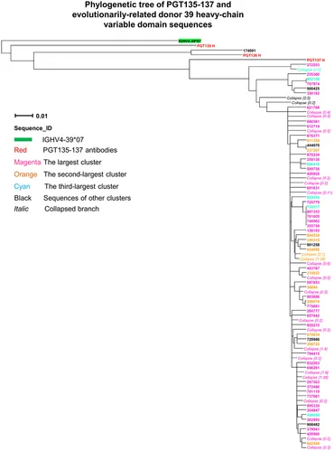 ぱーぷる Frontiers | Somatic populations of PGT135-137 HIV-1-neutralizing