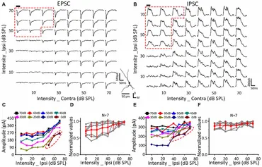 Frontiers | Selectivity of Monaural Synaptic Inputs