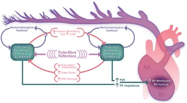 fphys-09-00951-g001.jpg