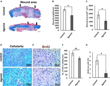 Frontiers | 5-HT1A Receptor Function Makes Wound Healing a