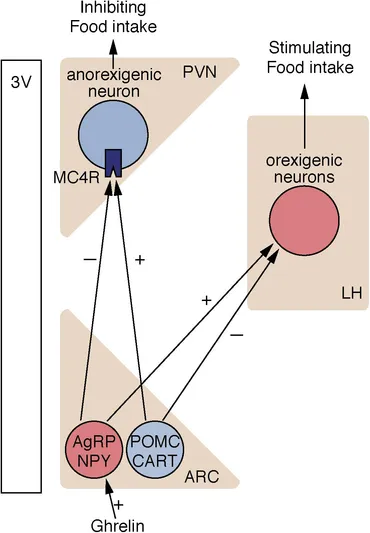 フィギュア（NPY） Dopamine D2 receptor modulation of insulin receptor