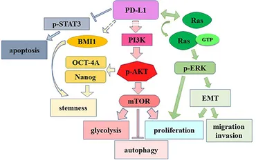 Frontiers | The Prognostic and Therapeutic Value of PD-L1 in