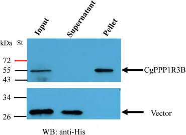 Frontiers | Association and Functional Analyses Revealed