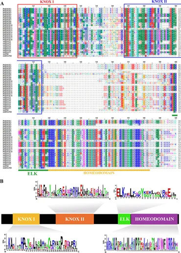 Frontiers | In Silico Genome-Wide Analysis of the Pear