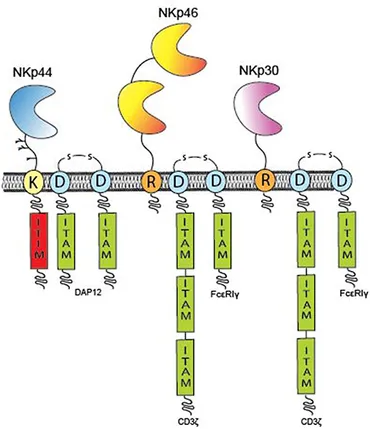 USA nkd まとめページ PD-1+ NK cell subsets in high grade serous ovarian cancer