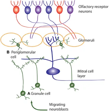 Frontiers | The adaptive significance of adult neurogenesis