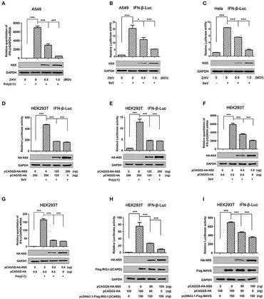 emi様 Frontiers | NS5 Conservative Site Is Required for Zika Virus