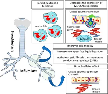 Frontiers | Phosphodiesterase-4 Inhibitors for Non-COPD
