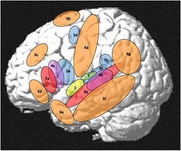 Frontiers | The Margins of the Language Network in the Brain