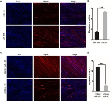 Frontiers | MiRNA Profiling in Pectoral Muscle Throughout Frontiers | MiRNA Profiling in Pectoral Muscle Throughout