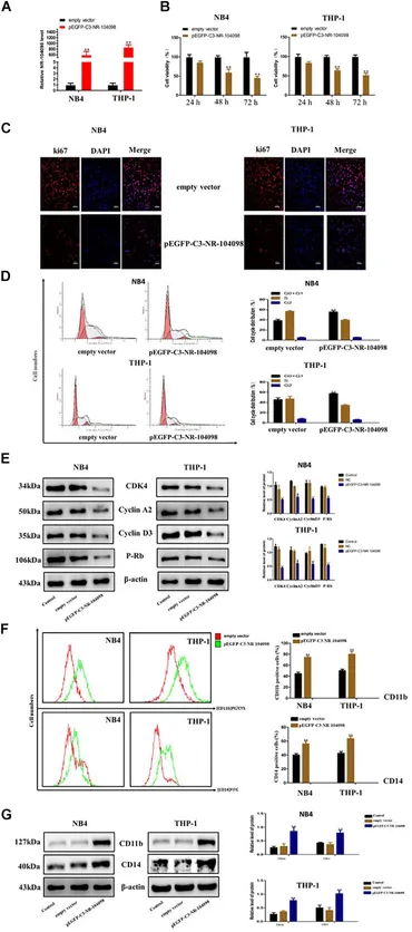 Frontiers | LncRNA NR-104098 Inhibits AML Proliferation and