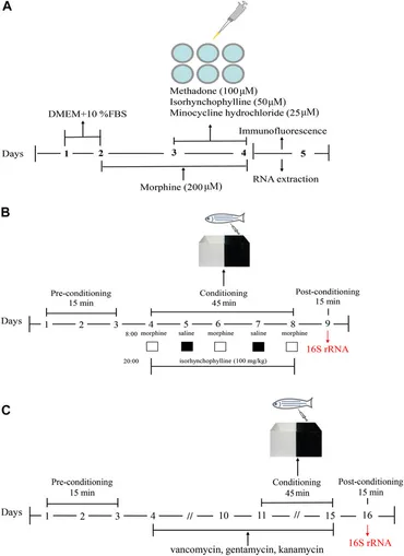 Frontiers | The Ameliorative Effects of Isorhynchophylline