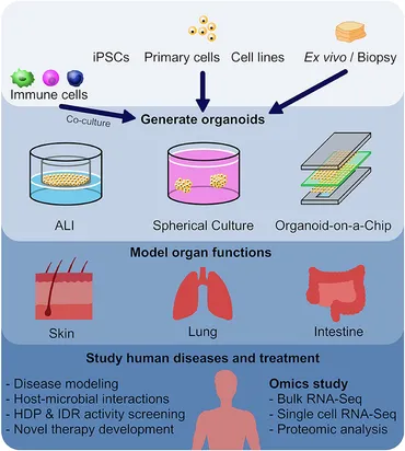 Frontiers | Utilizing Organoid and Air-Liquid Interface