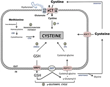 Frontiers | Cysteine Depletion, a Key Action to Challenge
