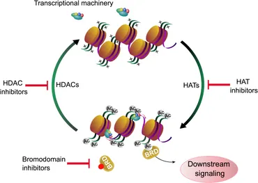 Frontiers | Impact of HDAC Inhibitors on Protein Quality