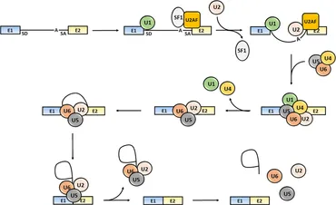Bホームラン Expression Profile of Three Splicing Factors in Pleural