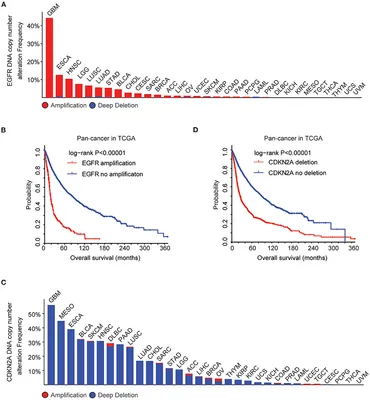 Frontiers | Analysis of the EGFR Amplification and CDKN2A