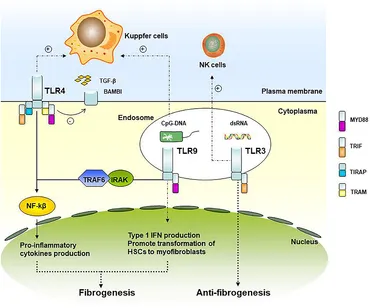 yamada Abscisic acid perception and signaling: structural