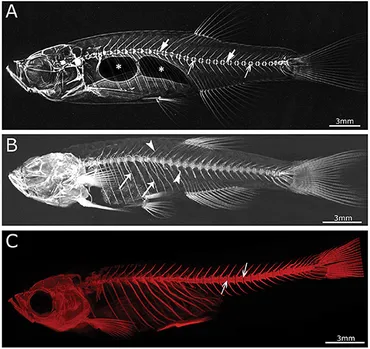 洋書 Zebrafish practical approach